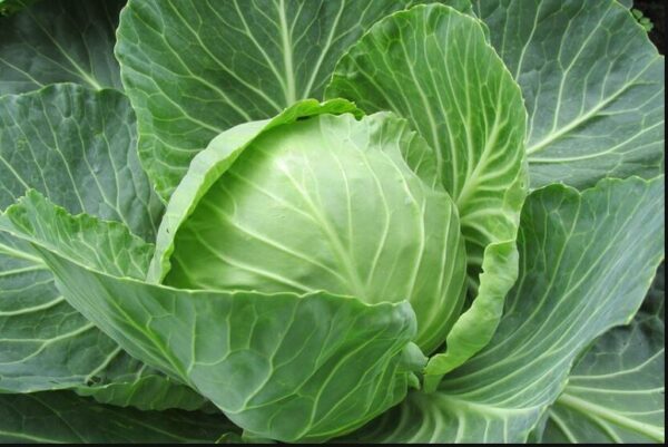 cabbage(বন্ধাকবি)